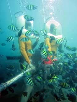 bali sea walker