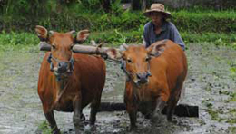 sapi