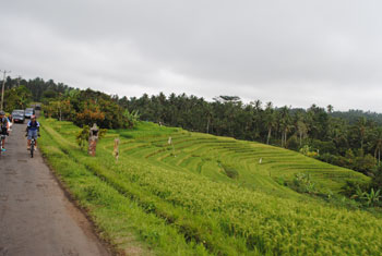 batukaru cycling bali