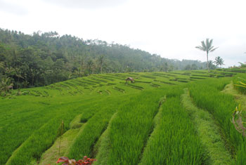batukaru cycling bali