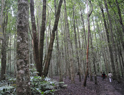 bedugul jungle trekking