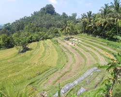 bukit jambul