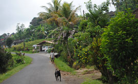 jatiluwih trek