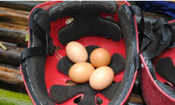 egg safety