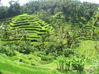 tegal alang rice field bali