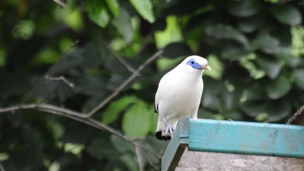 Taman Nasional Bali Barat