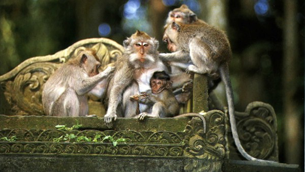 sangeh monkey forest